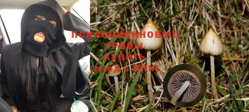 Галлюциногенные грибы Psilocybe  OMG зеркало  Майкоп  как найти наркотики 